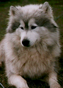 husky fur types