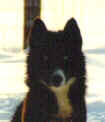 Northomes Black Diamond - Northome Siberian Huskies
