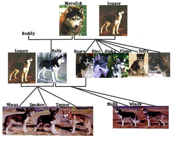 The color combination and mask patterns are endless, even within close family trees.  This is a family tree of a working Siberian Husky Kennel.